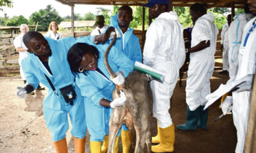 Multi-Stakeholder and Public-Private Partnership in Animal Health Services Delivery